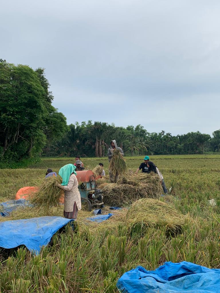 Kegiatan pemanenan padi sebagai mata pencaharian utama masyarakat Gp.Meuko Jurong